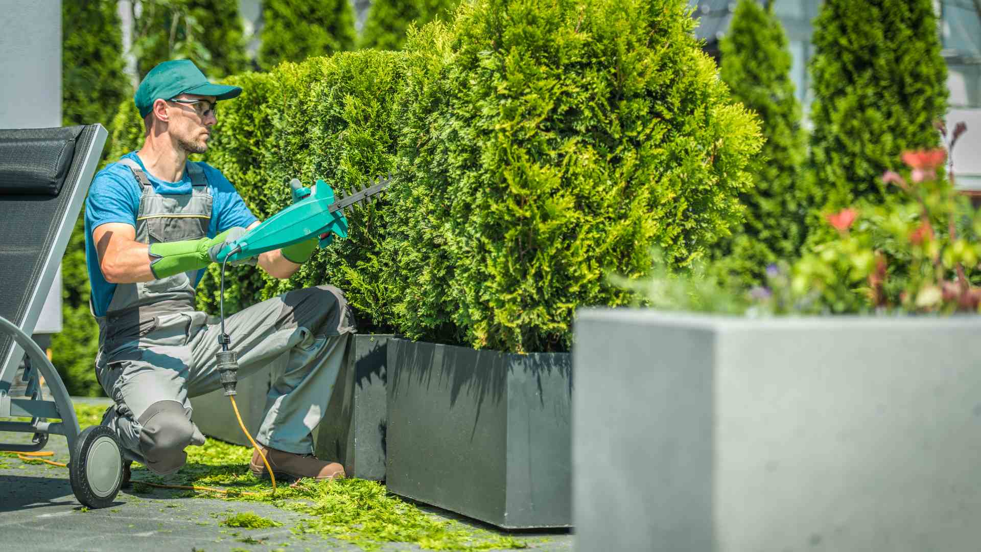 Shrub Removal