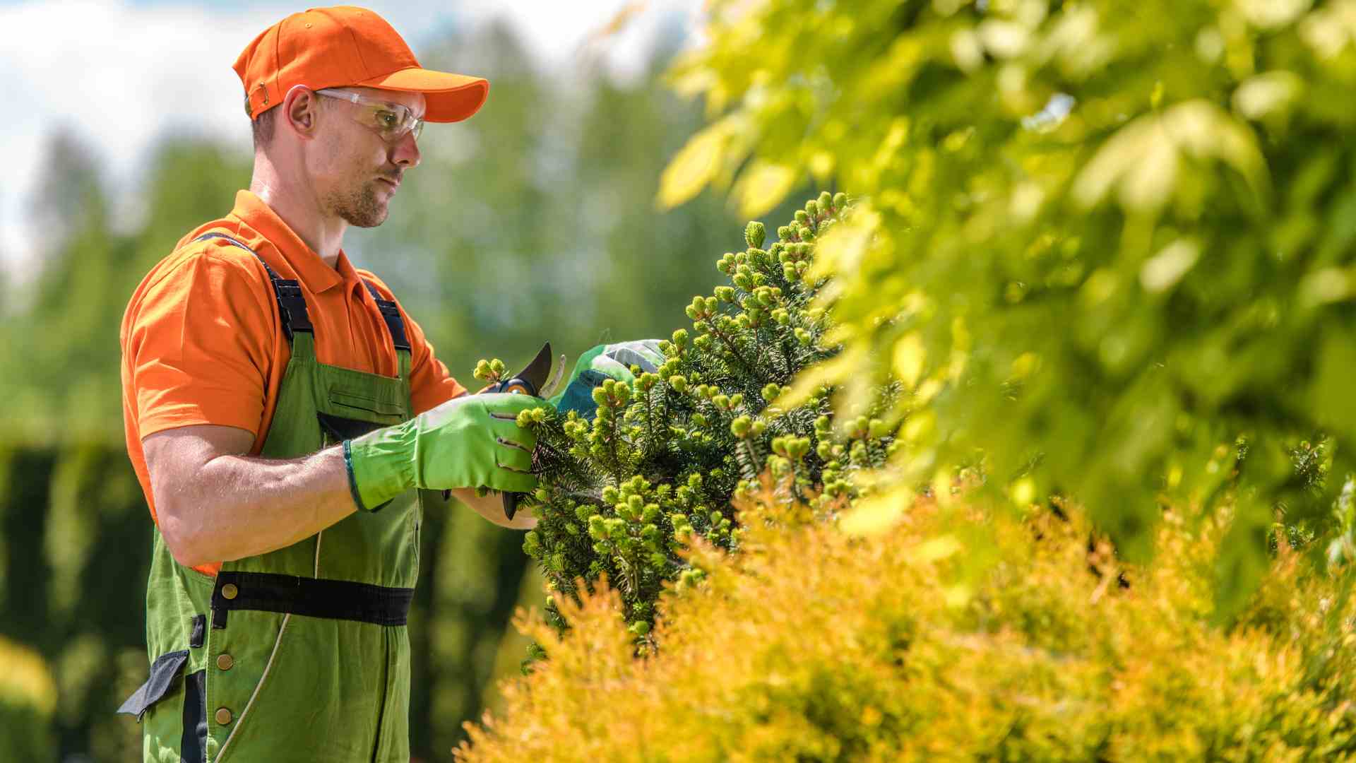 Tree Maintenance