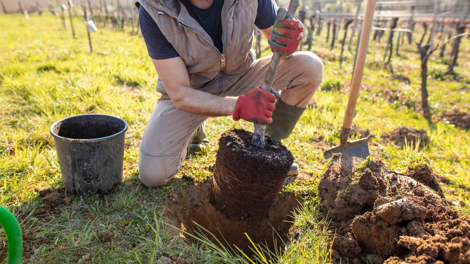 Tree Planting