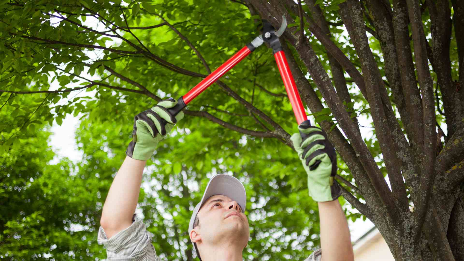 Tree Pruning