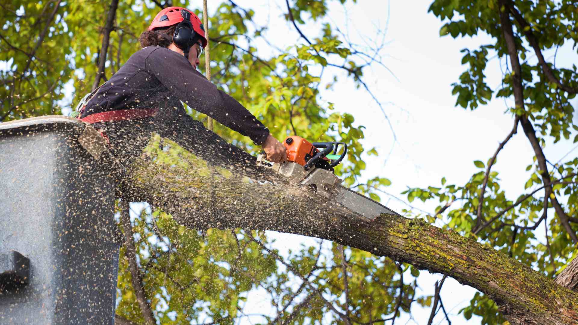 Tree Removal